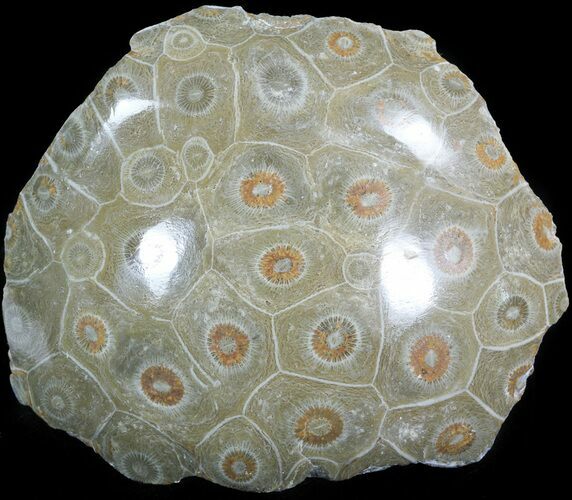 Polished Fossil Coral Head - Morocco #44925